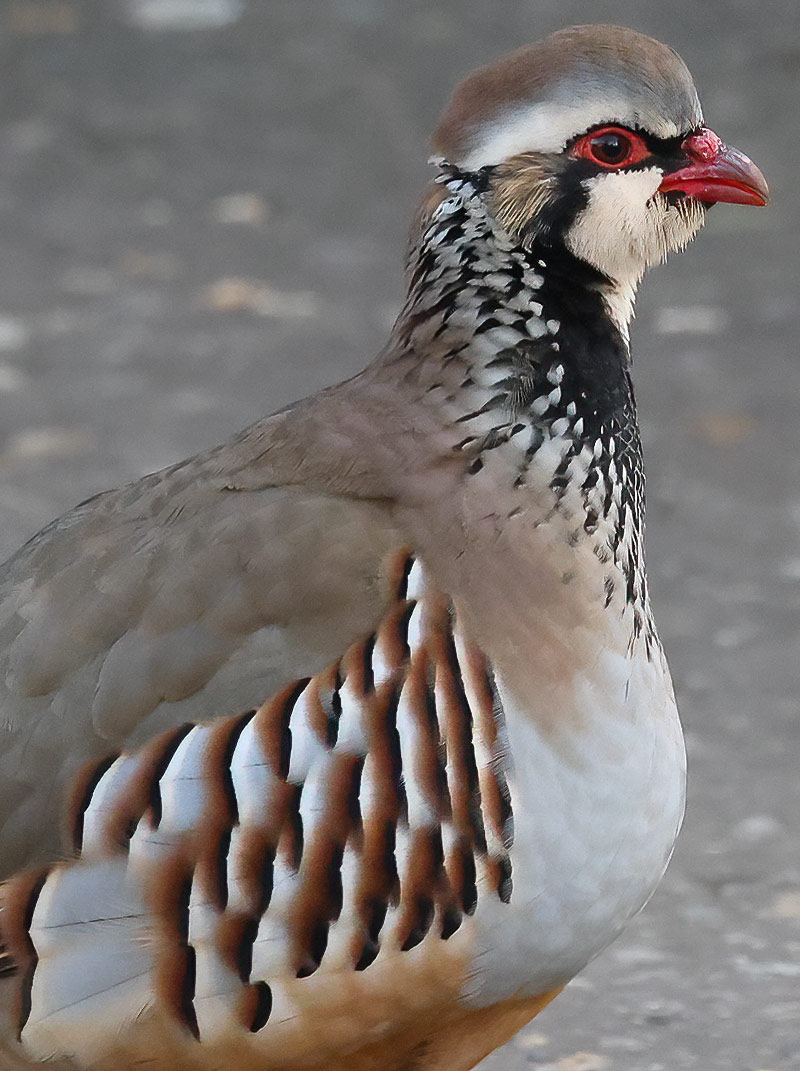 Red-legged partridge